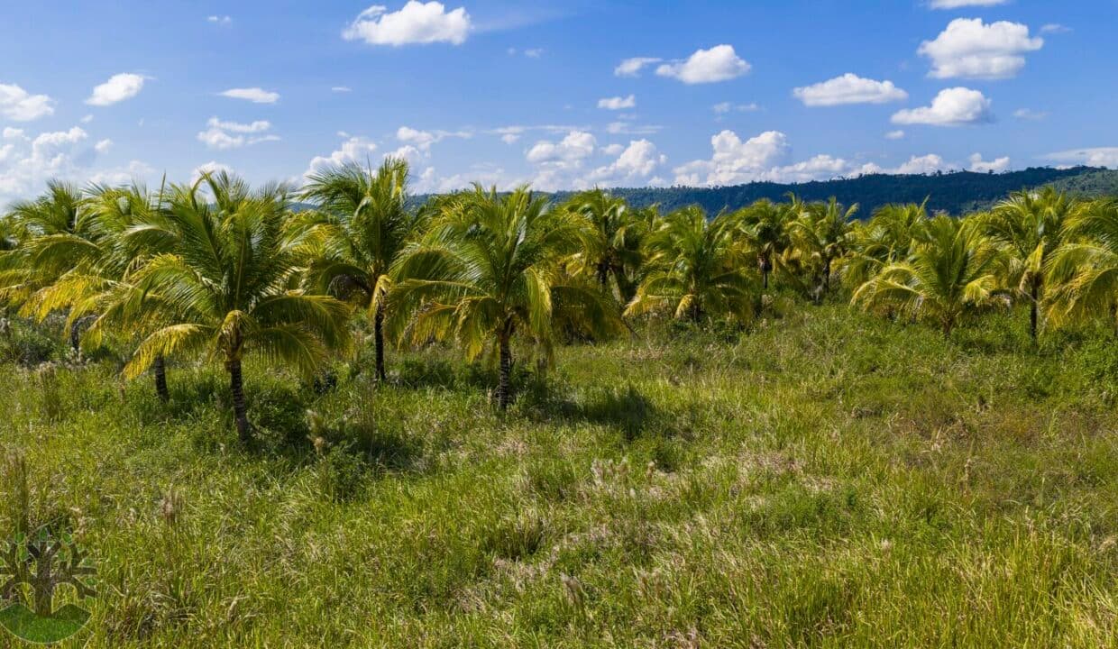 119-ACRE AGRICULTURAL INVESTMENT PROPERTY W/ CREEK IN YALBAC AREA!