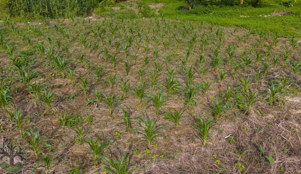 12-ACRE HOBBY FARM ALONG THE FAMOUS BARTON CREEK IN CAYO!