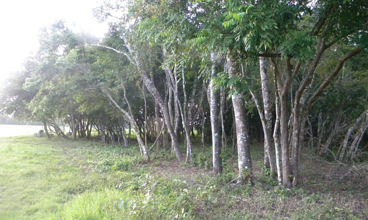 1,300 Acres for sale in Orange Walk