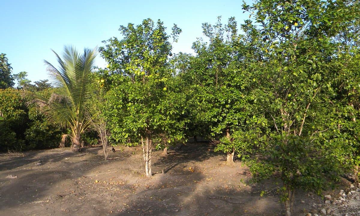 250 Acre of Farm Land for sale