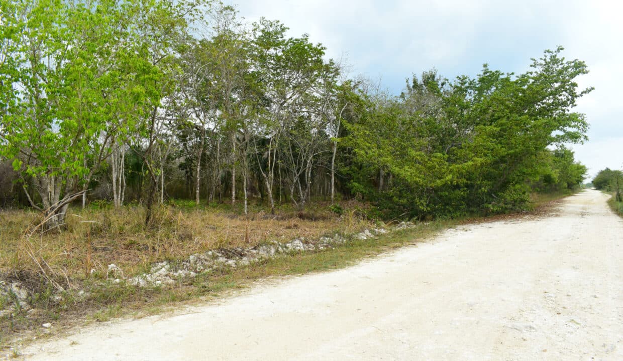 Listing 3002 – 50 Acres with Road Frontage | 15 Minutes to Orange Walk Town