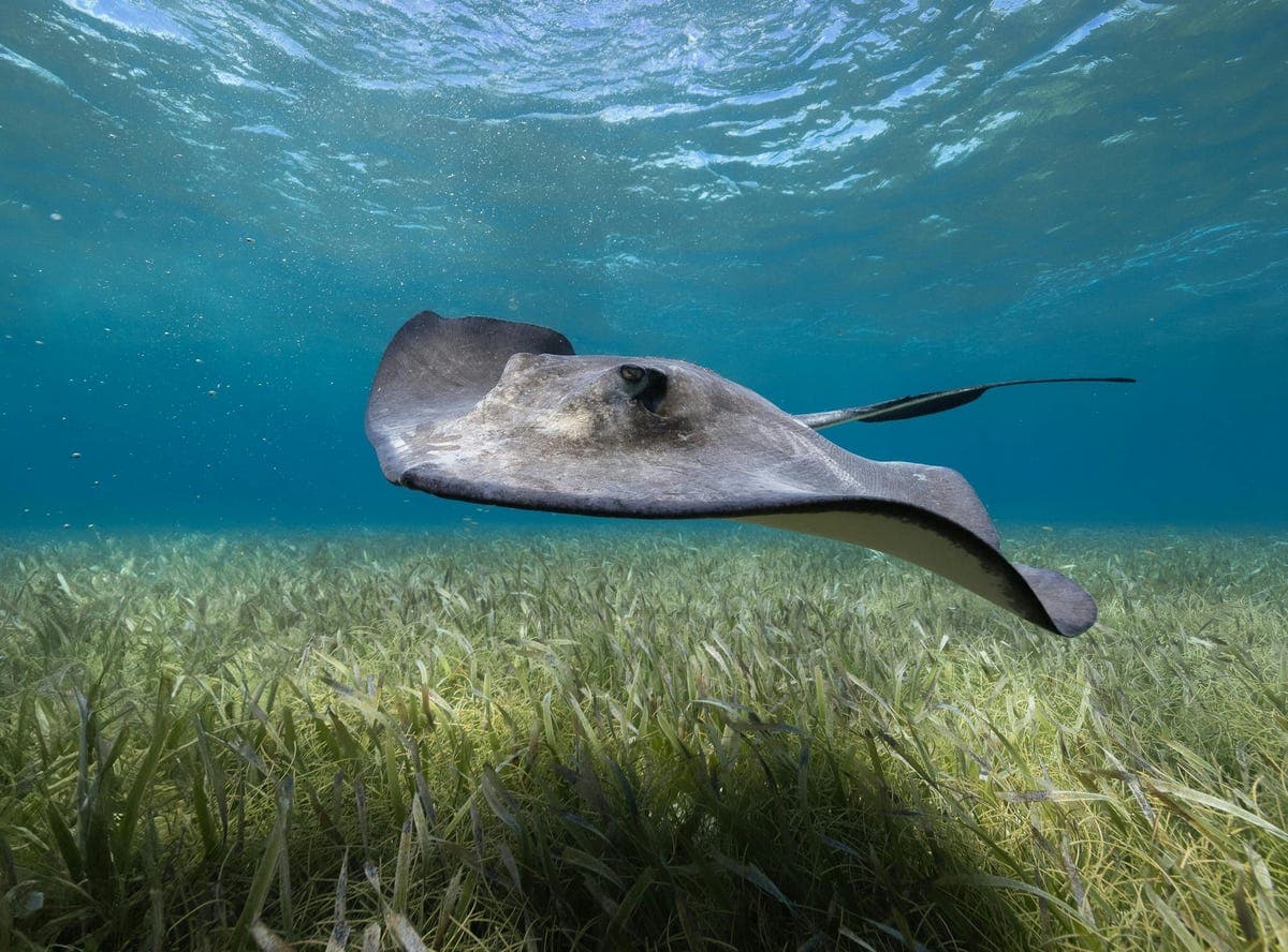 Long Caye, Belize City