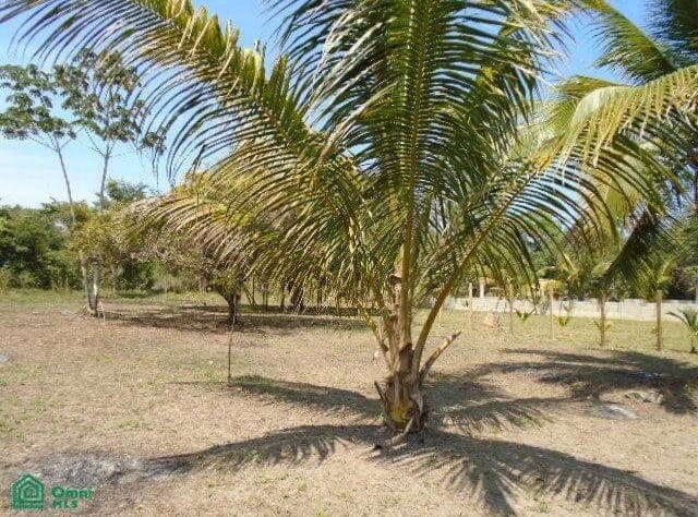 Front Street Punta Gorda Airstrip, Toledo, Punta Gorda Airstrip, Toledo District