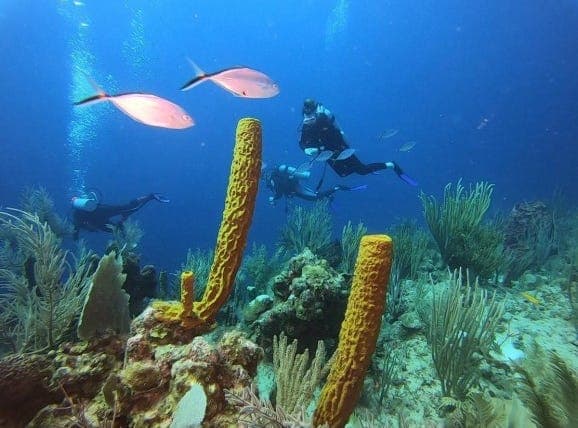 Glover's Reef Atoll Â, Long Caye, Belize District
