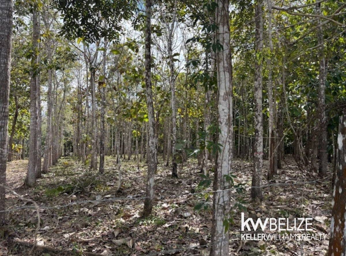 #25-Acre Teak and Mahogany Tree Farm, Buena Vista, Cayo District