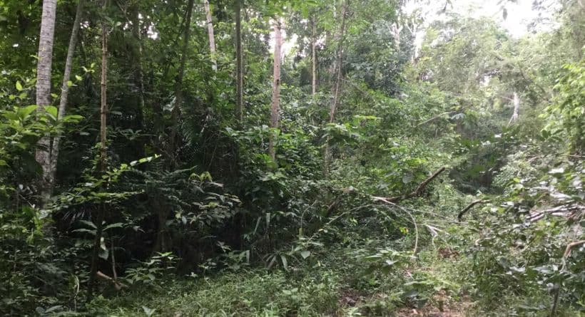 CY94: 0.38-ACRE RAIN FOREST LOT FOR SALE ON PARROT’S COVE IN BELIZE ECO-VILLAGE