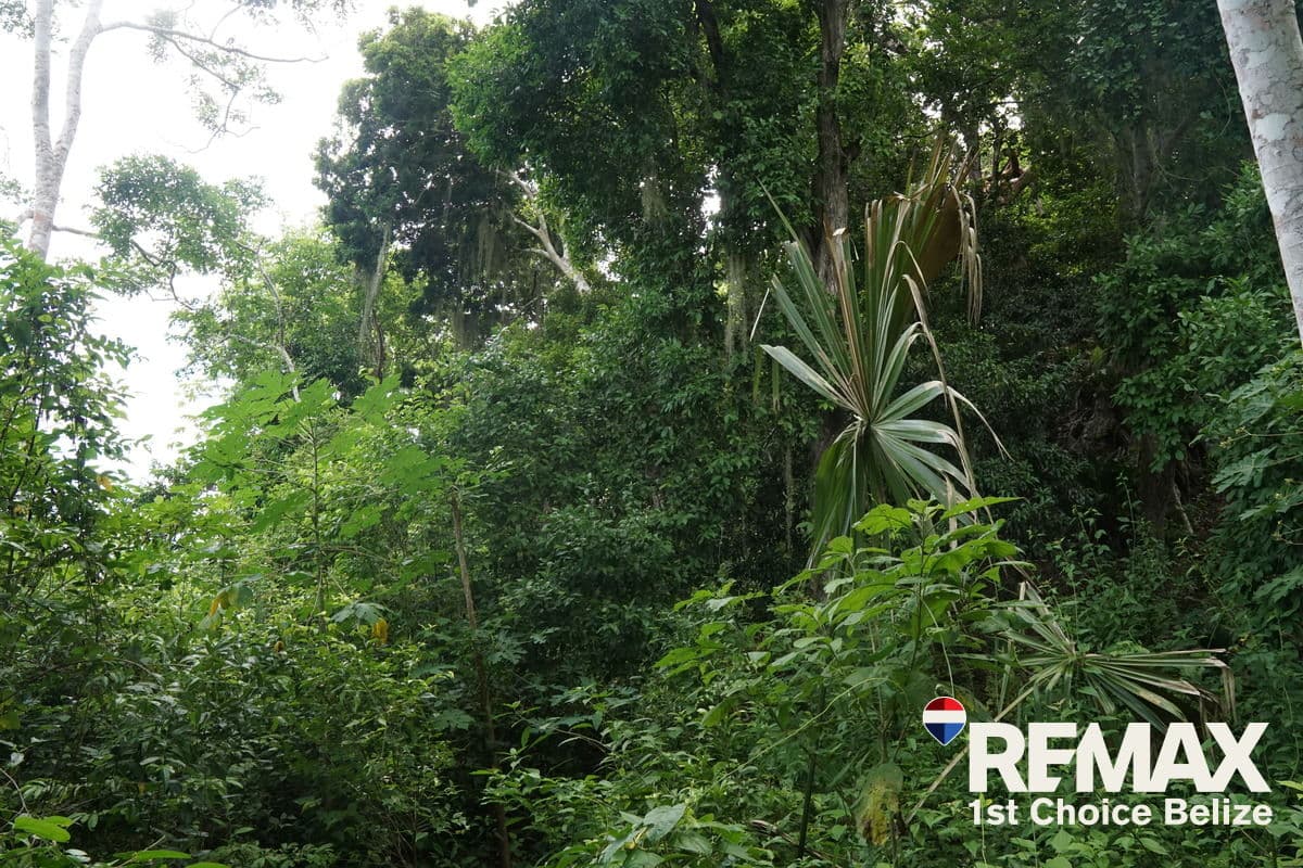 Vast Lands Encompassing Mayan Ruins, Cane Fields and Diverse Wildlife.